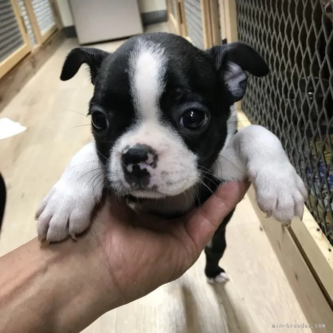ID:1711-01036の子犬