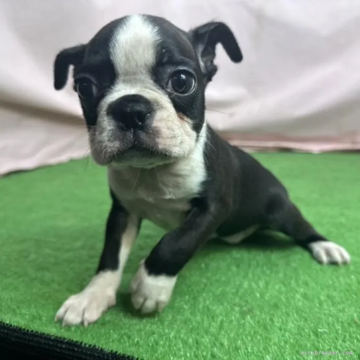 タロウ 様のお迎えした子犬