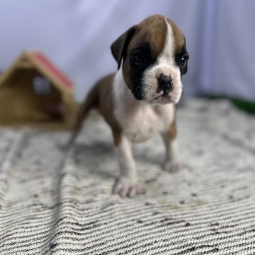 ボクサー【茨城県・男の子・2024年1月19日・フォーン】の写真「両親共にチャンピオン犬の優良血統」