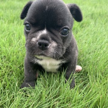 フレンチブルドッグ【茨城県・女の子・2019年7月25日・ブリンドル】の写真「フレブル胴のつまった可愛い　ブリンドルの女の子☆」