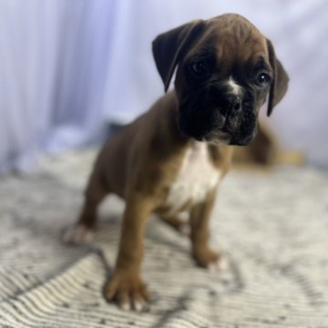 ボクサー【茨城県・男の子・2024年1月19日・フォーン】の写真「両親共にチャンピオン犬の優良血統」