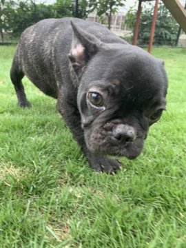 フレンチブルドッグ【茨城県・男の子・2019年2月2日・ブリンドル】の写真「可愛いブリンドルの男の子☆」