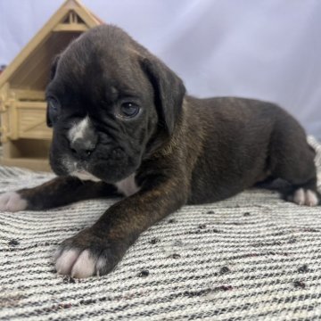 ボクサー【茨城県・女の子・2024年1月19日・ブリンドル】の写真「両親共にチャンピオン犬の優良血統」