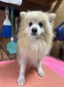 ポメラニアン