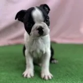 ボストンテリア【茨城県・男の子・2022年12月27日・ボストンカラー】の写真1「2/27撮影」