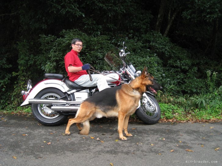 当犬舎で生まれ育ったアルザ号と愛車です。｜谷川　文英(たにがわ　ふみひで)ブリーダー(岡山県・ゴールデンレトリバーなど・日本警察犬協会登録)の紹介写真3