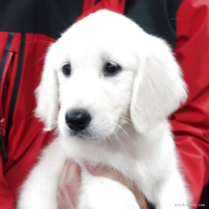 ブリーダー画像