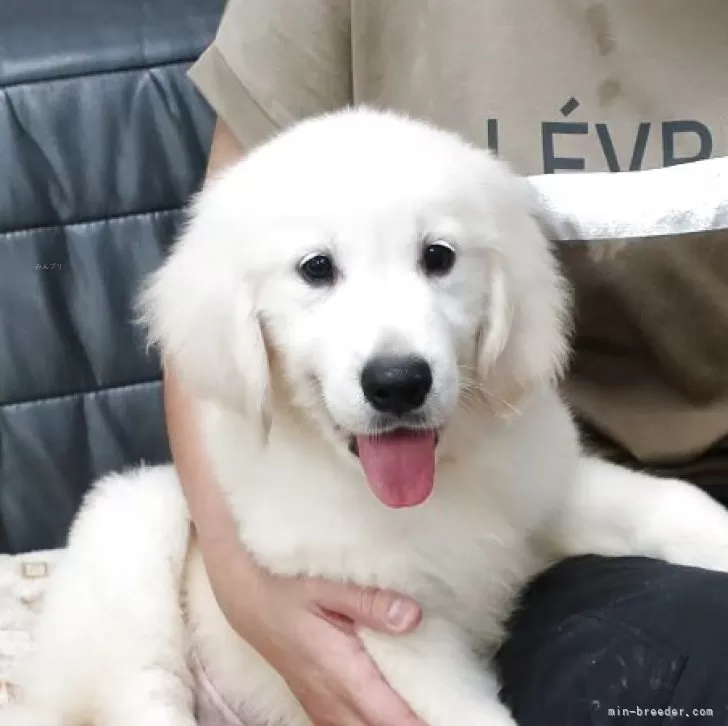 E.U 様のお迎えした子犬