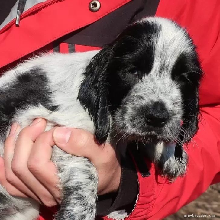 ID:2502-06513の子犬