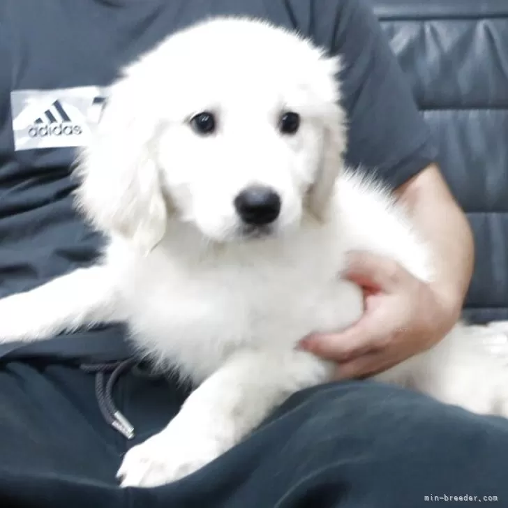 S.K 様のお迎えした子犬