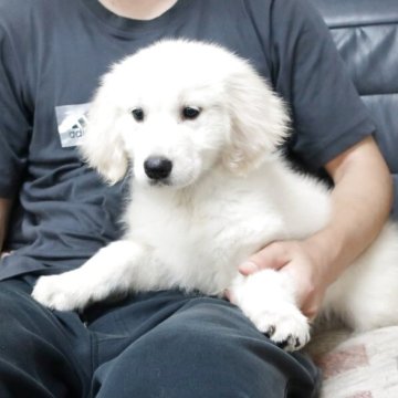 ゴールデンレトリバー【岡山県・男の子・2025年4月12日・クリーム】の写真「ホワイトに近い上品な毛色。」