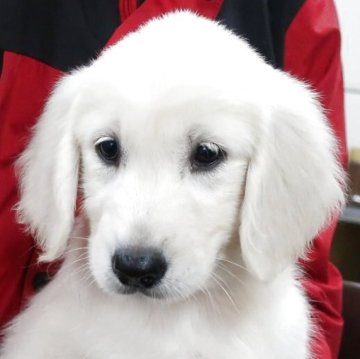 ゴールデンレトリバー【岡山県・男の子・2025年8月24日・クリーム】の写真「ホワイトに近い上品な毛色。」