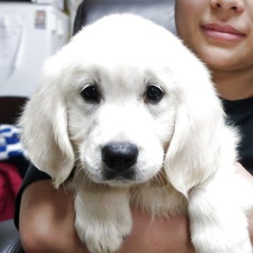 ゴールデンレトリバー【岡山県・男の子・2025年4月16日・クリーム】の写真「ホワイトに近い上品な毛色。」