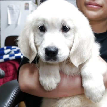 ゴールデンレトリバー【岡山県・女の子・2025年4月12日・クリーム】の写真「ホワイトに近い上品な毛色。」