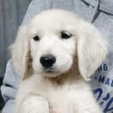 ゴールデンレトリバー