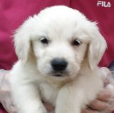 ゴールデンレトリバー