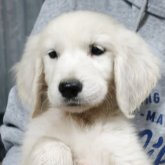 ゴールデンレトリバー