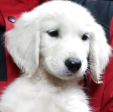 ゴールデンレトリバー