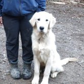 ゴールデンレトリバー