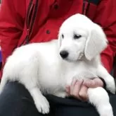 ゴールデンレトリバー【岡山県・女の子・2025年8月24日・ホワイト】の写真4「横顔もとても美しいです。」