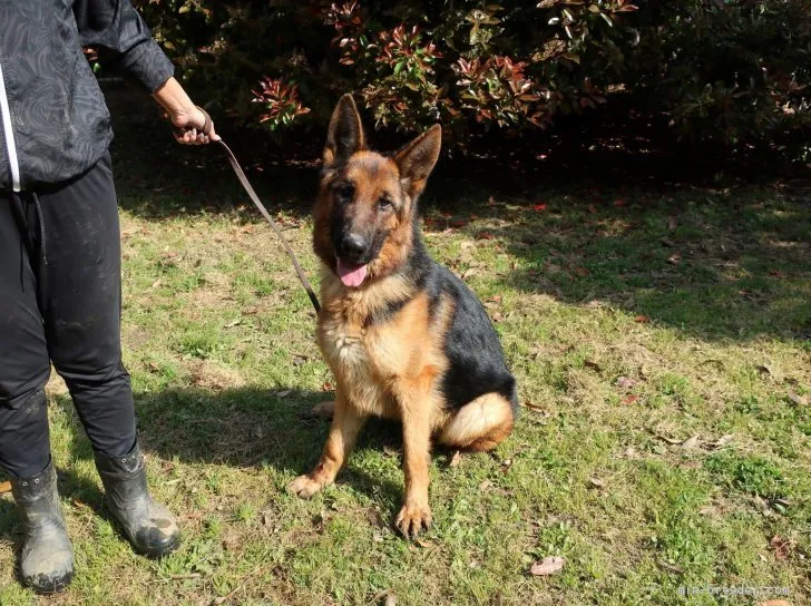 ID:2104-02180の子犬