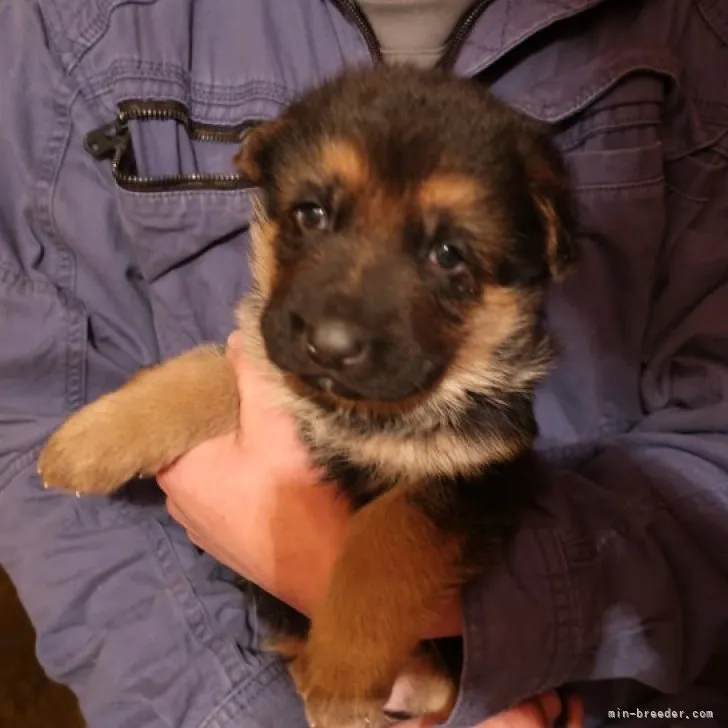 ID:2301-00400の子犬