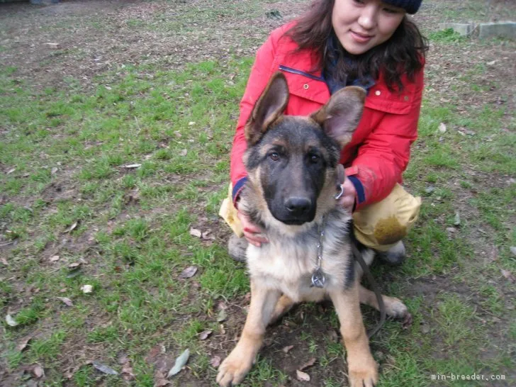 ID:1811-00012の子犬
