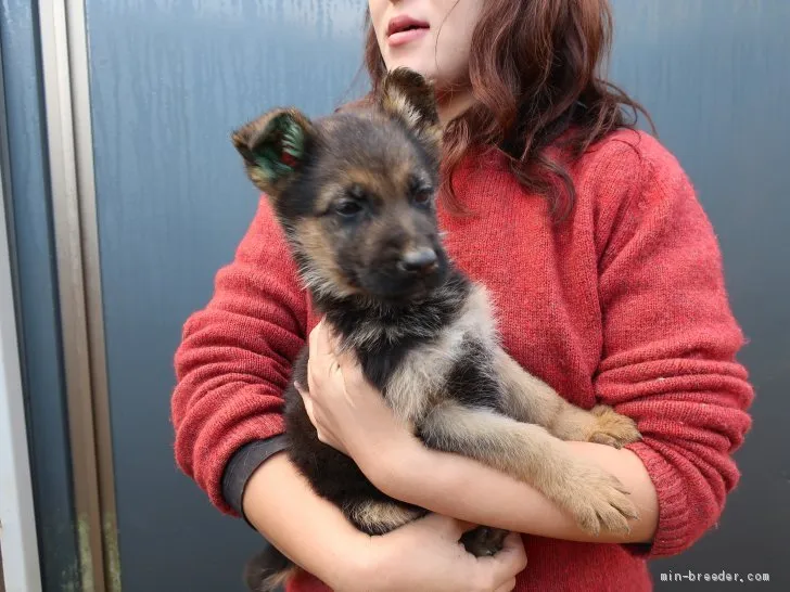 ID:2012-00311の子犬