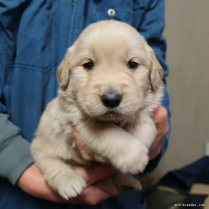 ゆきだるま 様のお迎えした子犬