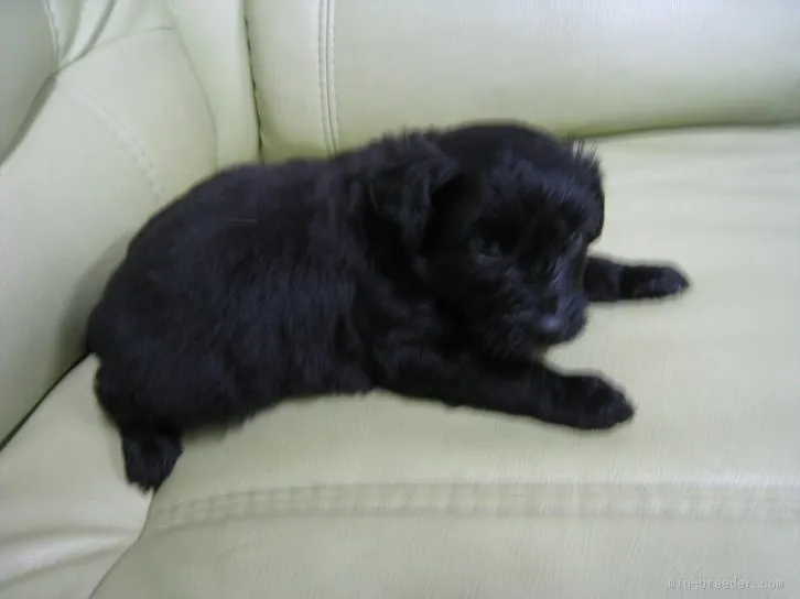 ID：1511-00800の子犬