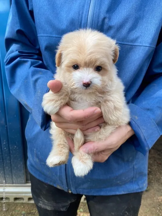 ID:2110-03619の子犬