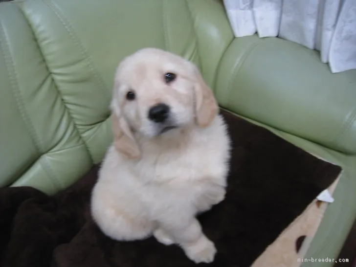 ID:1811-02427の子犬
