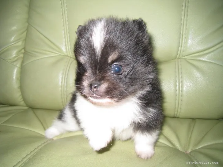 ID:1705-00624の子犬