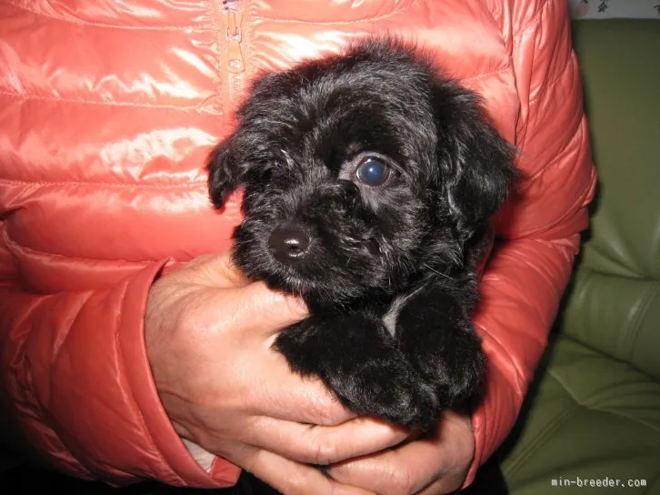 つくしママ 様のお迎えした子犬