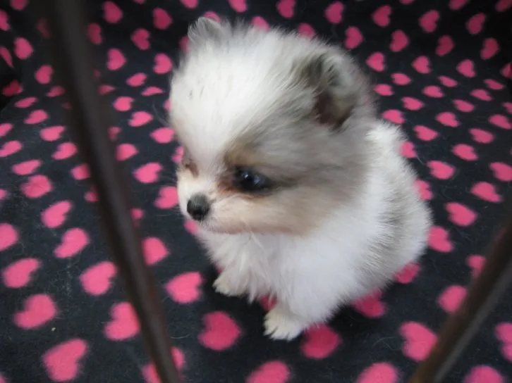 ID：1605-01066の子犬