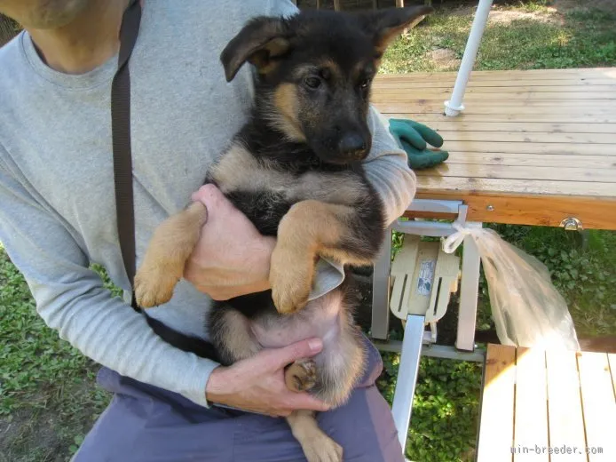 ID：1510-00327の子犬