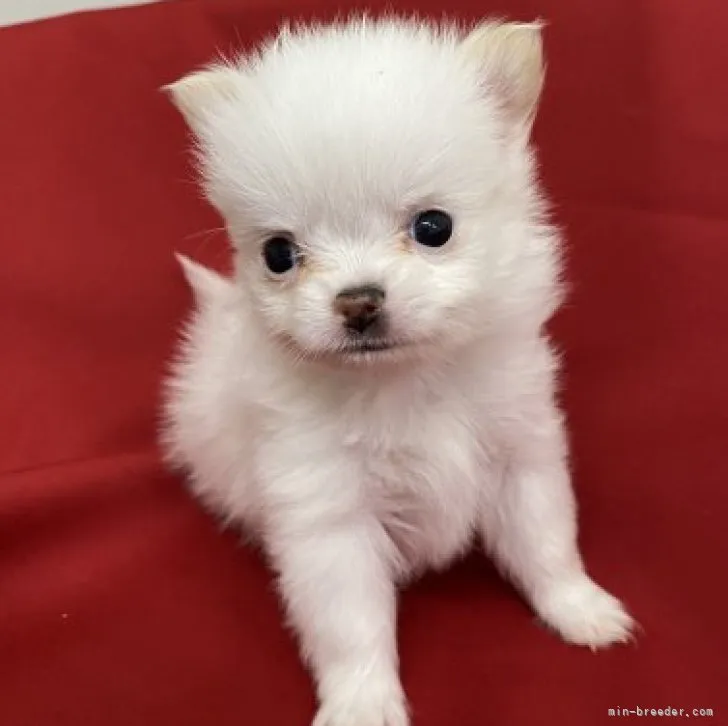 ID:2304-03438の子犬