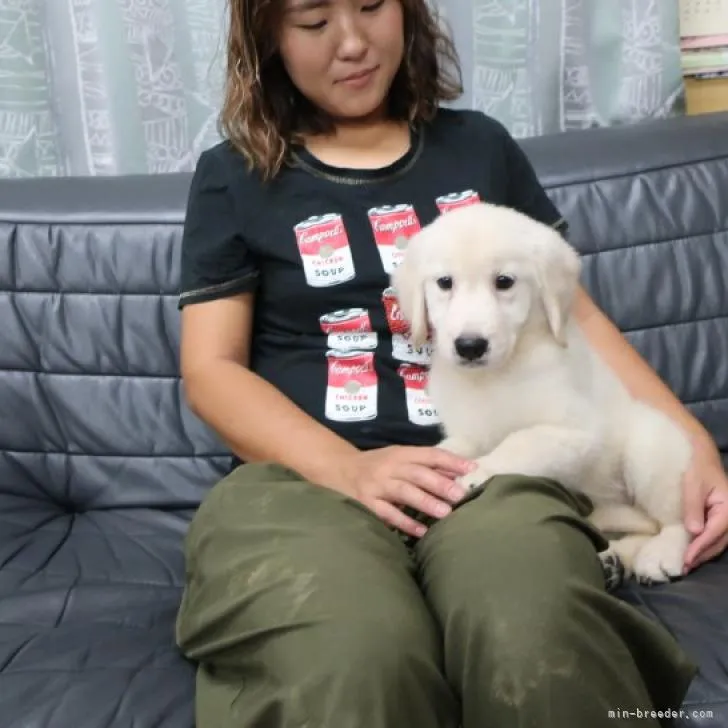 ID:2208-01409の子犬