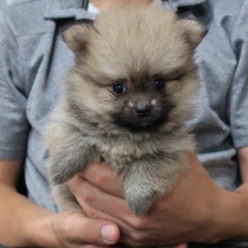 ポメラニアン【岡山県・女の子・2023年8月2日・グレー】の写真「とても小さくて可愛い。」