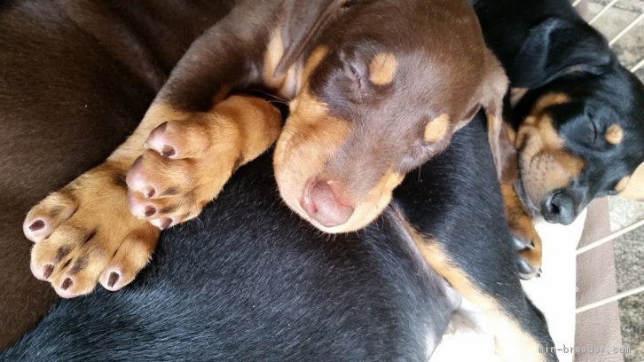 眠るド―ベルマンの子犬