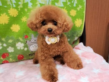 みんなの犬図鑑 沖縄県で評判の良いティーカッププードルのブリーダー紹介