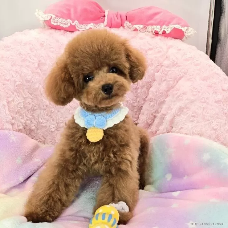 タイニープードル【沖縄県・男の子・2025年6月21日・アプリコット】の写真1「毛量あってとても可愛いですよ＾＾カットも決まります！」