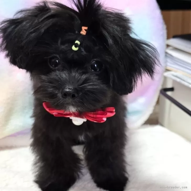 ID:2407-05071の子犬