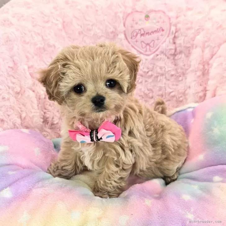 R.A 様のお迎えした子犬