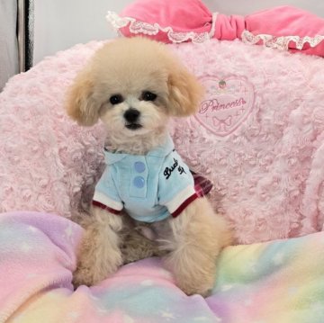 トイプードル(ティーカップ)【沖縄県・男の子・2025年4月7日・クリーム】の写真「只今男の子祭り中！！めちゃ可愛い子です＾＾　　」
