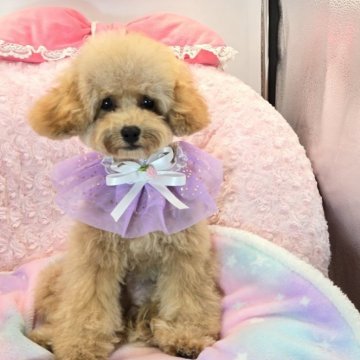 タイニープードル【沖縄県・男の子・2025年6月21日・アプリコット】の写真「月齢経ちましたのでお安くしてます！！」