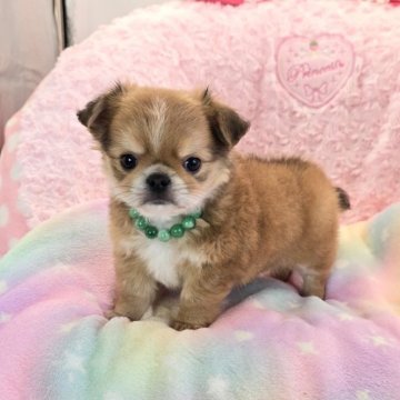 チワワ(ロング)【沖縄県・男の子・2025年8月18日・フォーン&ホワイト】の写真「子熊ちゃんのような可愛さ！お鼻ペッタンコ！！」