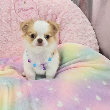 チワワ(ロング)【沖縄県・男の子・2025年6月10日・フォーン&ホワイト】の写真「これから益々可愛くなりますよ～　　」