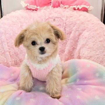 チワプー(チワワ×トイプードル)【沖縄県・女の子・2025年9月3日・ベージュ&ホワイト】の写真「お目目パッチリお鼻も詰まってすごく可愛いです」