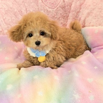 トイプードル(ティーカップ)【沖縄県・男の子・2025年9月10日・アプリコット】の写真「パッチリお目目がとても可愛いですよ～💛」